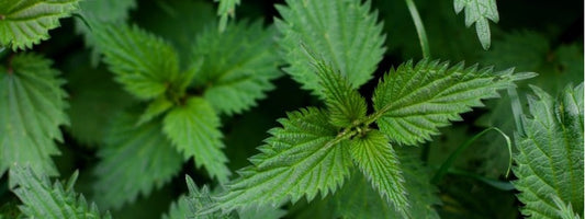 The Wild Nettle in Skincare