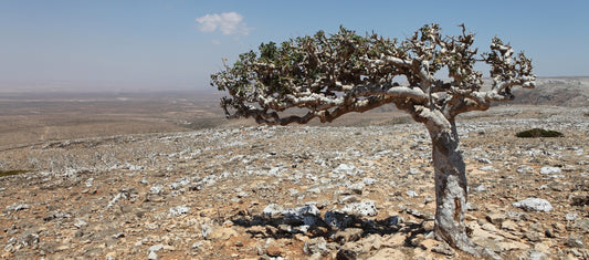 Apothecary Glossary: F is for Frankincense